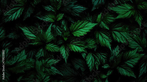 beautiful photorealistic inspired green tropical leaves  wallpaper design