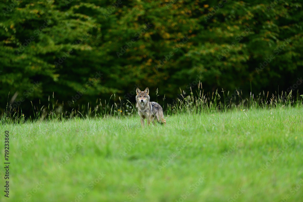 A female grey wolf looking for food near the forest