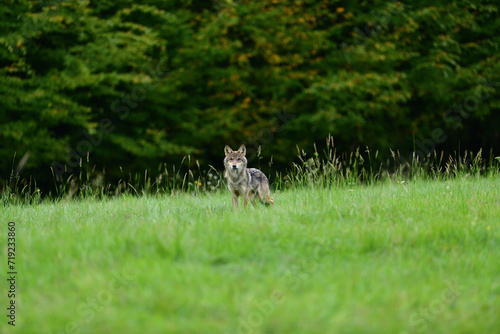Obraz na płótnie A female grey wolf looking for food near the forest w salonie