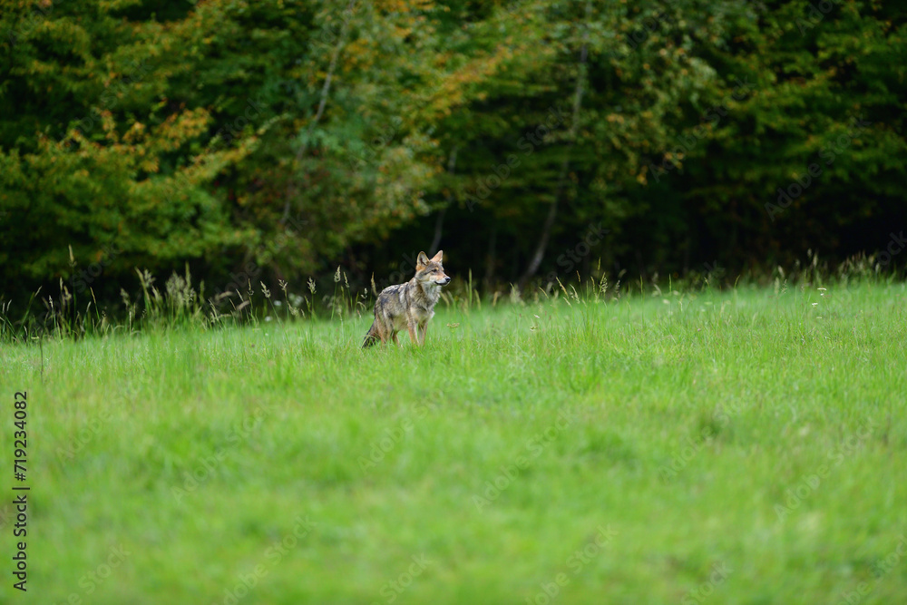 A female grey wolf looking for food near the forest