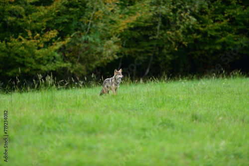 Obraz na płótnie A female grey wolf looking for food near the forest w salonie