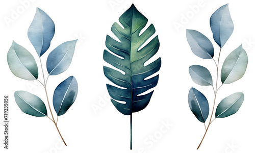 watercolor leaves  set of three green leaves isolated on transparent background