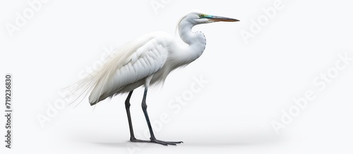 View of perched egret bird photo