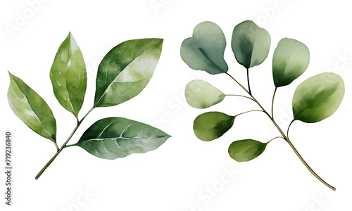 watercolor foliage set, green leaves PNG