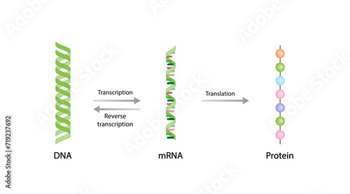 Transcription, DNA is converted into a mRNA. Reverse Transcription, mRNA is converted into a DNA. Translation, mRNA directs protein synthesis. Genetic code. Vector illustration.