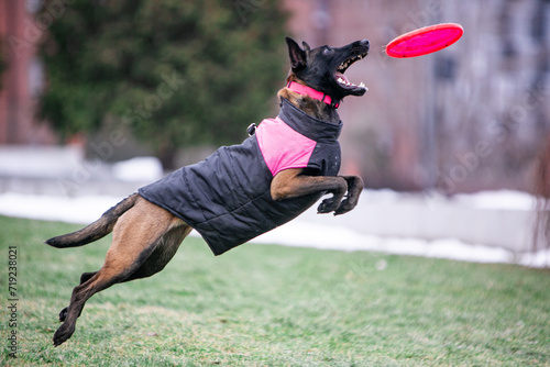 Belgian Malinois playing with a frisbee