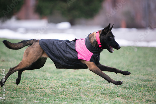 Belgian Malinois playing with a frisbee