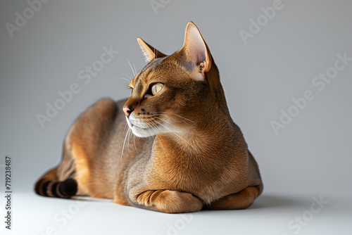 Abyssinian cat. Minimalistic pets style isolated over light background