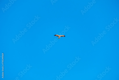 Hieraetus pennatus. Booted Eagle in flight with blue sky with clouds in the background.