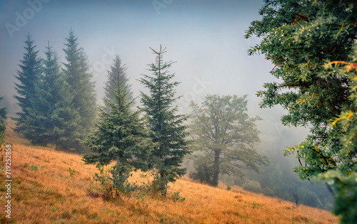 Fabulous autumn scene of fir tree forest in huge fog. Calm morning view of Carpathian Mountains, Ukraine, Europe. Beauty of nature concept background.