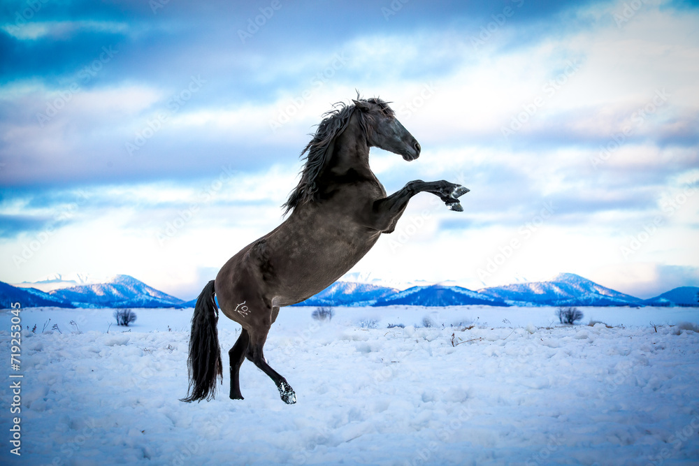 Fototapeta premium Wallpaper with a black horse performing levada in the snow, with mountains in the background bucking horse