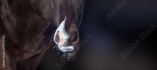 Cute muzzle of a black young horse. Winter, snow. Background