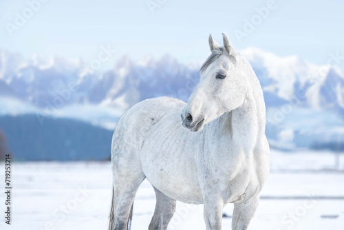 portrait of a gray  white  horse against the background of mountains