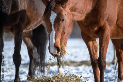 Horses in the winter pasture eat hay. Cold, snow, sun