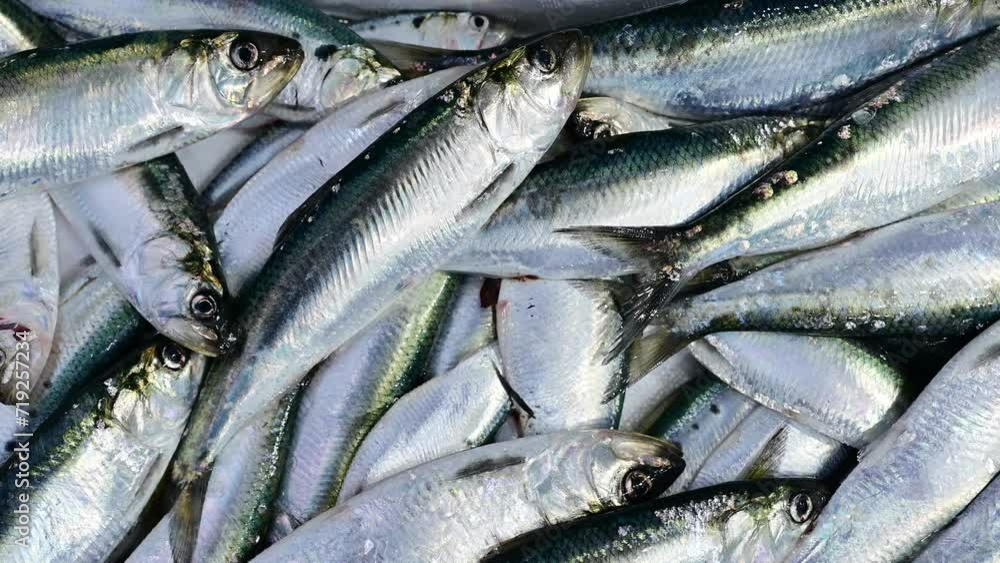 close up of fresh sardines fish close up of fresh sardines fish
