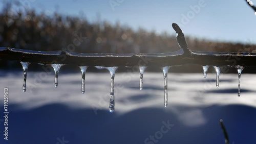 Close up of frozen tree branch in garden on January in Winter season.