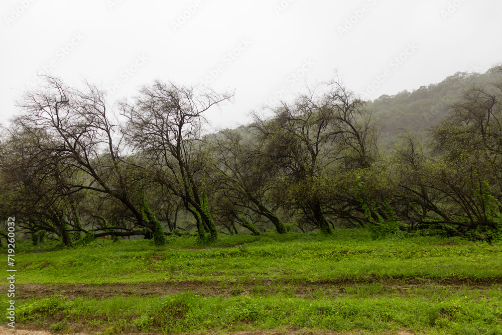 The picturesque nature in Salalah in the autumn season The picturesque nature in Salalah in the autumn season