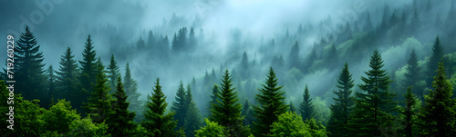 Misty foggy covering a fir forest, Pine tree Forest panorama view. 