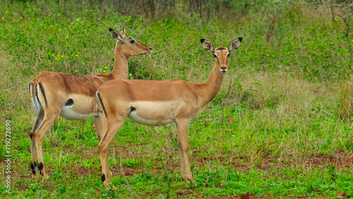 Impala ewes (Aepyceros melampus), Zimanga Private Game Reserve, Kwazulu Natal, South Africa.