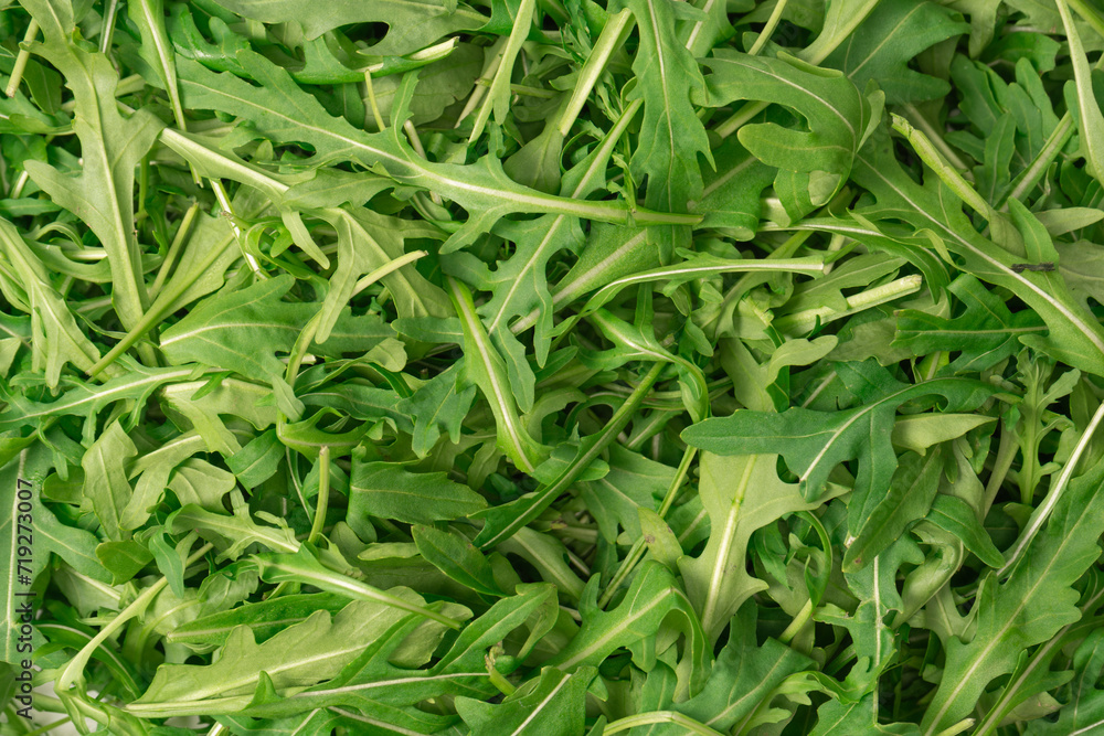 Fresh leaves of arugula as a background. Fresh leaves of arugula as a background.