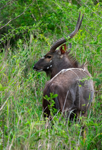 Portrait of a Nyala ram(Tragelaphus angasii) in Zimanga Private Game Reserve. © Adrian