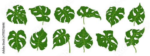 Set of green tropical monstera leaves.Vector graphics.