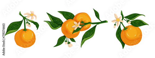 Set of blossoming orange branches with ripe citrus fruits. Vector graphics.