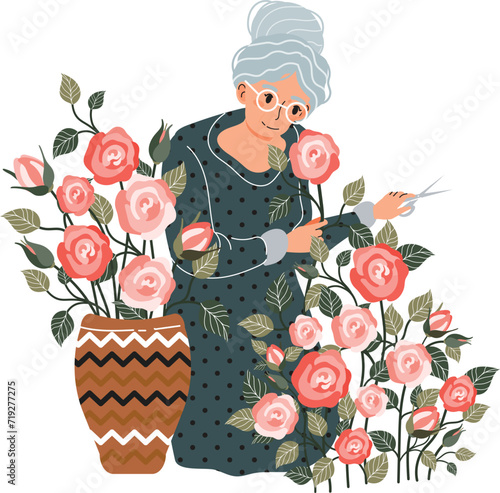 Elderly woman pruning pink roses, caring for plants, joyful gardening activity. Senior female with gray hair in polka dot dress tending to rose bush, hobby concept.