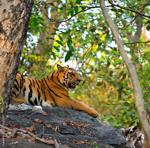 Right face of tiger sitting on rock