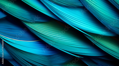Blue peacock feathers in closeup photo