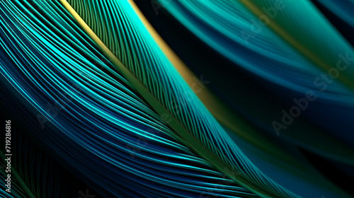 Blue peacock feathers in closeup