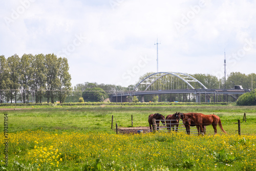 Horses in the meadow with yellow spring flowers. photo