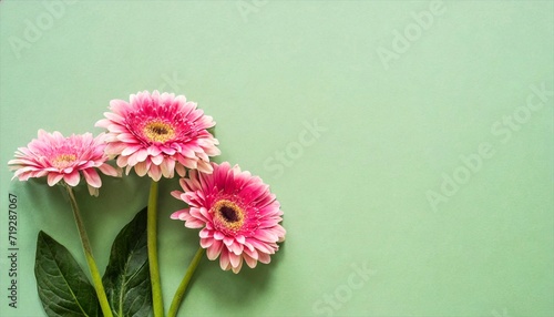 pink gerber flowers on green background