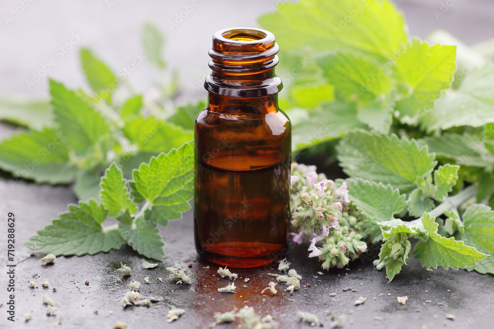 lemon balm or melissa essential oil in glass bottle with fresh leaves and flowers on black table, closeup, copy space, massage and spa, cosmetics ingredient, natural healthy hair and face care concept lemon balm or melissa essential oil in glass bottle with fresh leaves and flowers on black table, closeup, copy space, massage and spa, cosmetics ingredient, natural healthy hair and face care concept