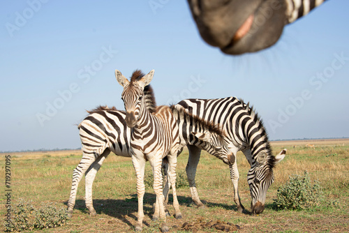 babys zebra