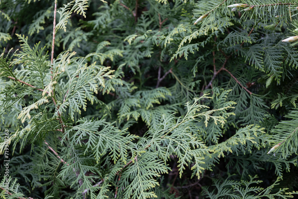 The close-up of green thuja occidentalis. Closeup of green young branche of thuja.