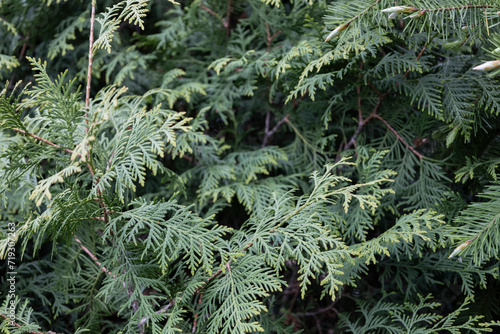 The close-up of green thuja occidentalis. Closeup of green young branche of thuja. © Olga