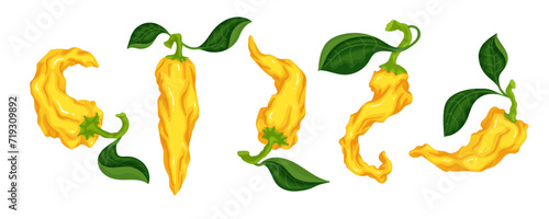 Set of hot yellow chili pepper pods.Vector graphics.