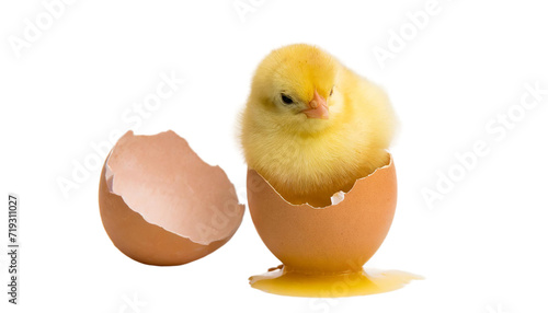 Cute yellow chicken hatched from an eggshell. Easter concept. on transparent background © shabbir
