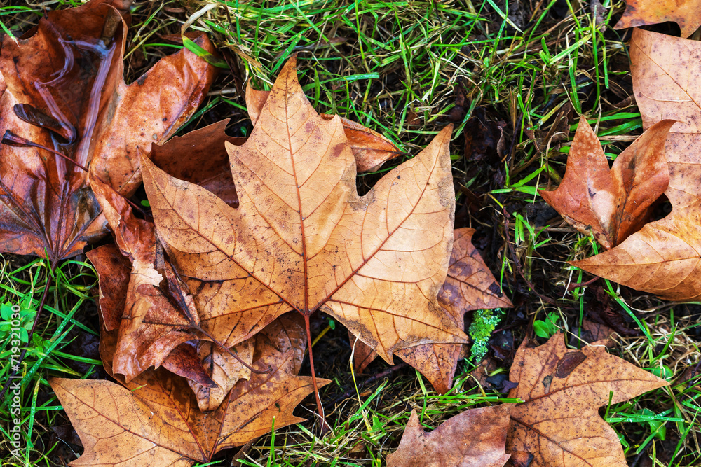 Brown dry Maple leaves fallen on the ground. Brown dry Maple leaves fallen on the ground.