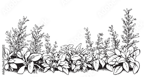 Wild flowers border sketch hand drawn sketch Vector