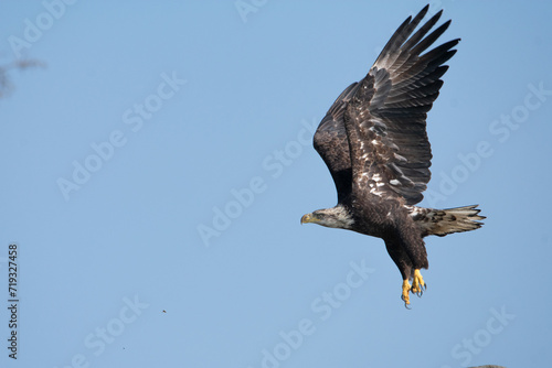 american bald eagle