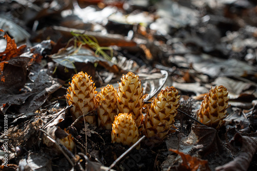 Canvastavla squaw corn bear corn