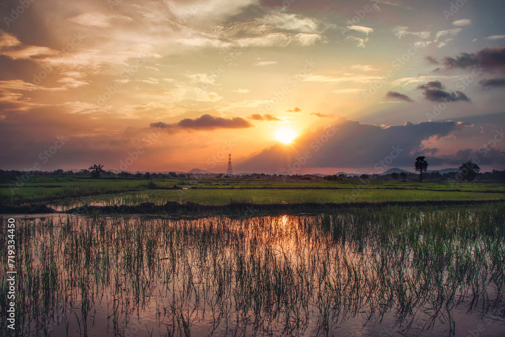 sunrise over the paddy field