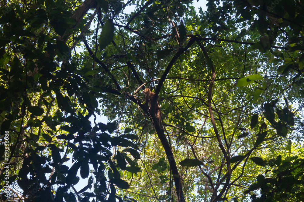 Fototapeta premium Capuchin monkey climbing a tree into colombian tayrona national park in sunny day