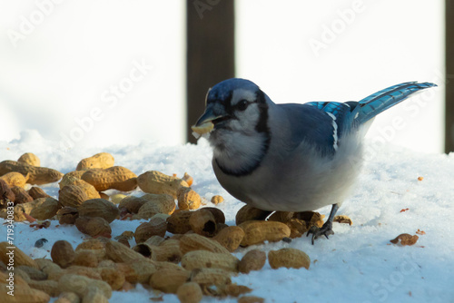 This beautiful blue jay bird came out to the glass table for some peanuts. This corvid is so pretty with his black, blue, and white feathers. Food is all around him. There is a white snowy background