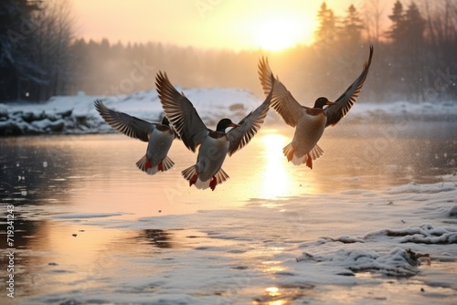 Flock of ducks flying over a frozen lake at sunset  winter time Wild ducks flying over a frozen river  AI generated