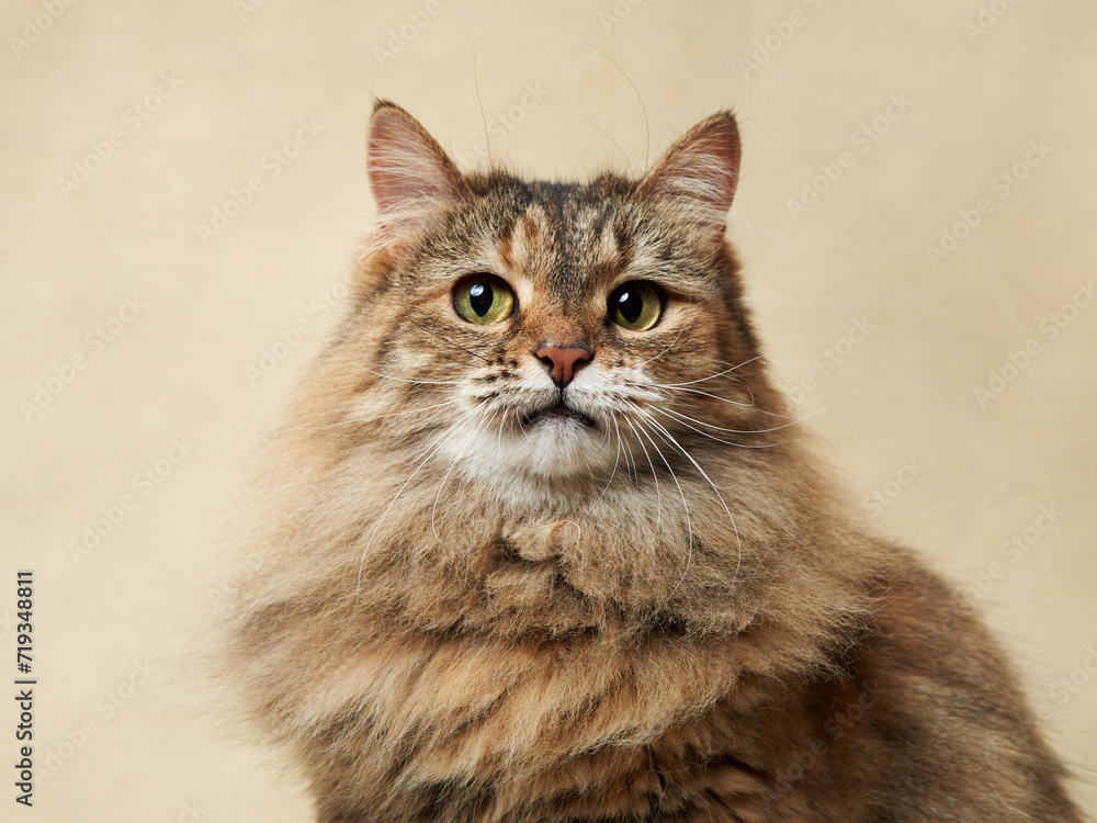 An attentive long-haired tabby cat gazes upward, its fur a mix of earth tones against a neutral backdrop An attentive long-haired tabby cat gazes upward, its fur a mix of earth tones against a neutral backdrop