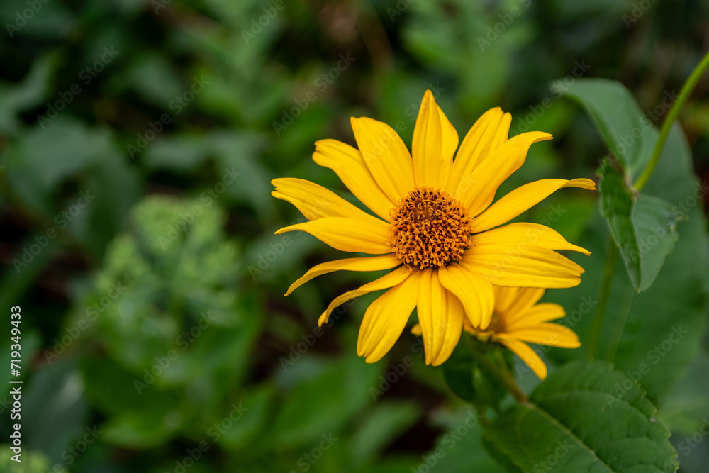 Yellow flowers. Heliopsis, an excellent tall perennial for the backdrop of a flower bed. Yellow flowers. Heliopsis, an excellent tall perennial for the backdrop of a flower bed.