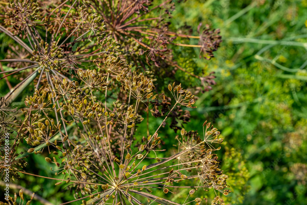 Close-up of ripening green brown dill seeds in a vegetable garden. Close-up of ripening green brown dill seeds in a vegetable garden.